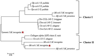 Host Delivered RNAi of Two Cuticle Collagen Genes, Mi-col-1 and Lemmi-5 Hampers Structure and Fecundity in Meloidogyne incognita
